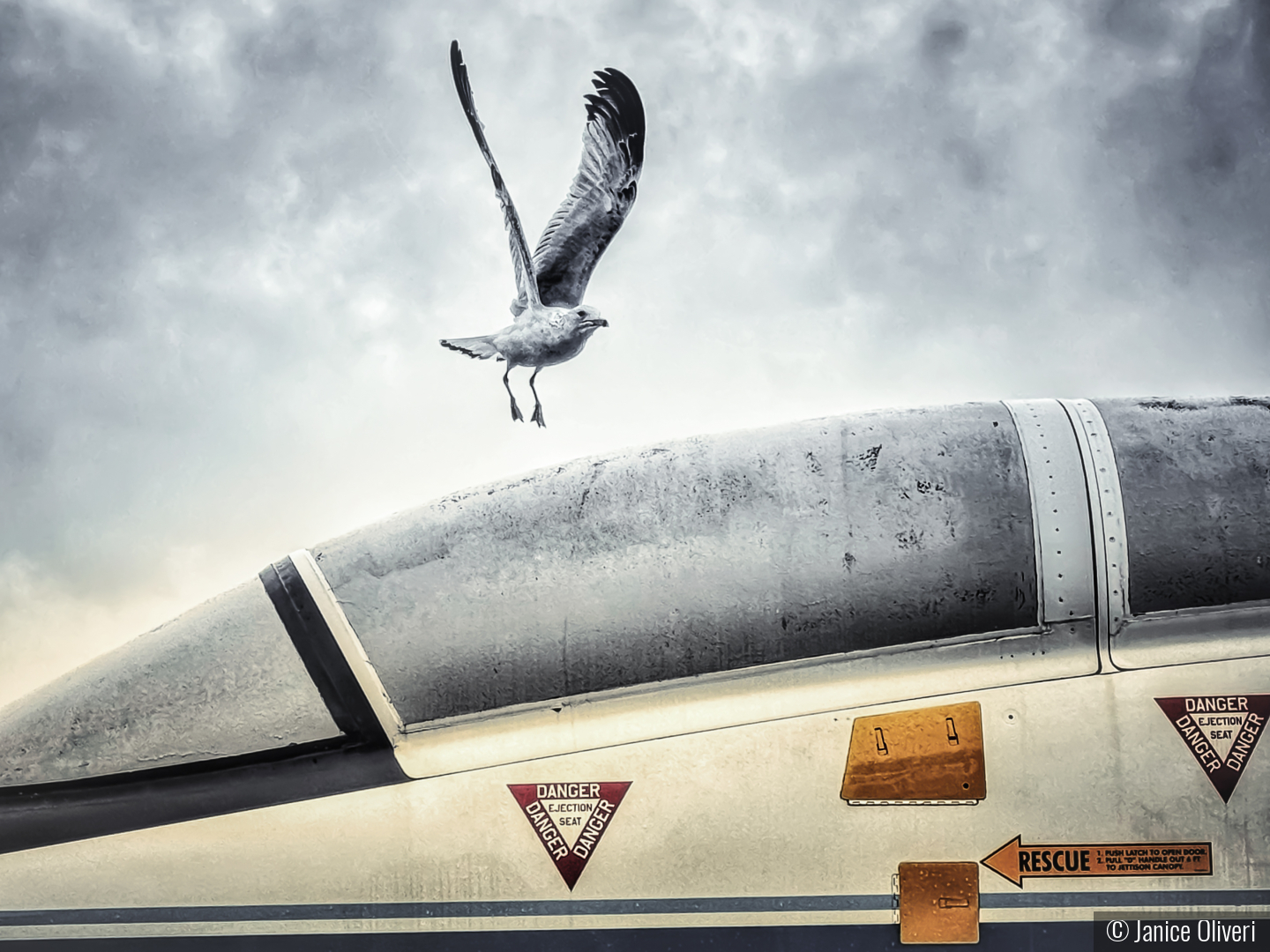 2 Birds by Janice Oliveri