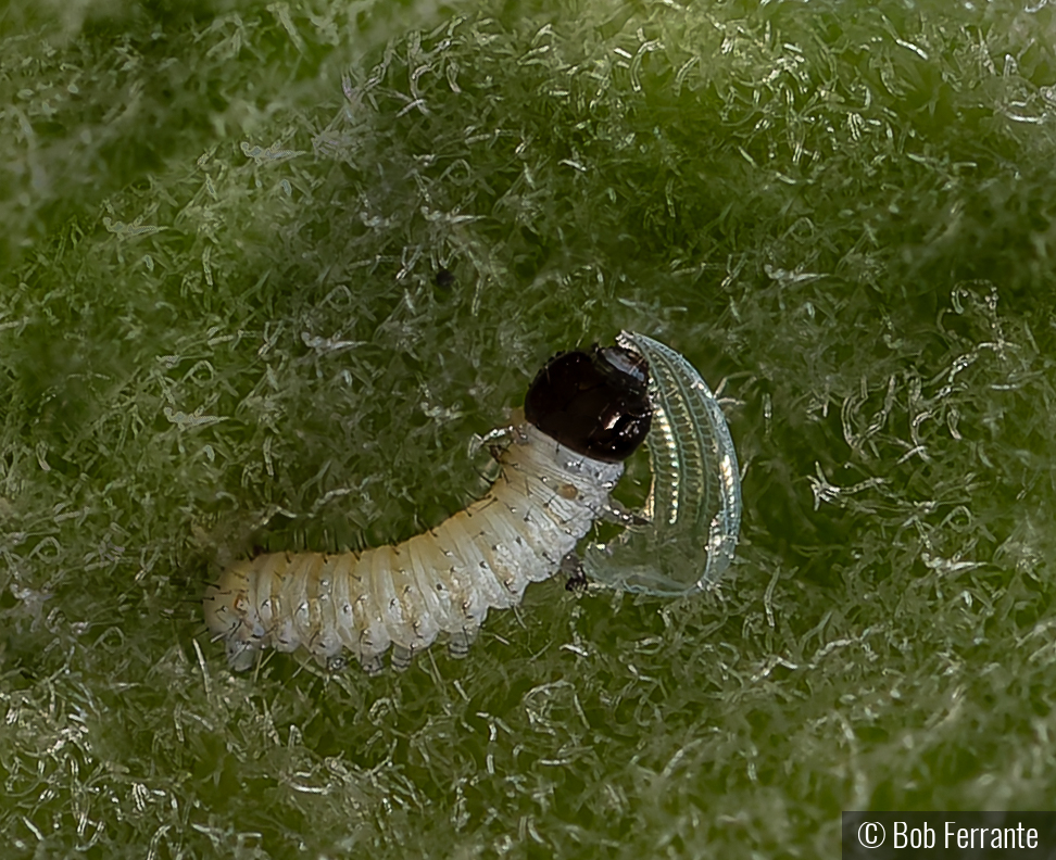 A Monarch's First Meal - Eggshell by Bob Ferrante