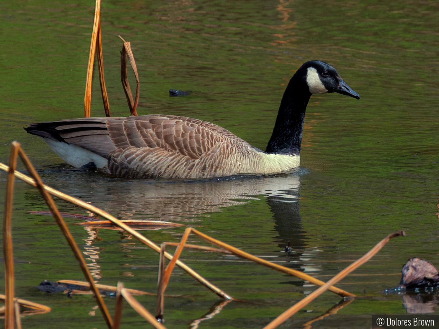 A Peaceful Swim by Dolores Brown