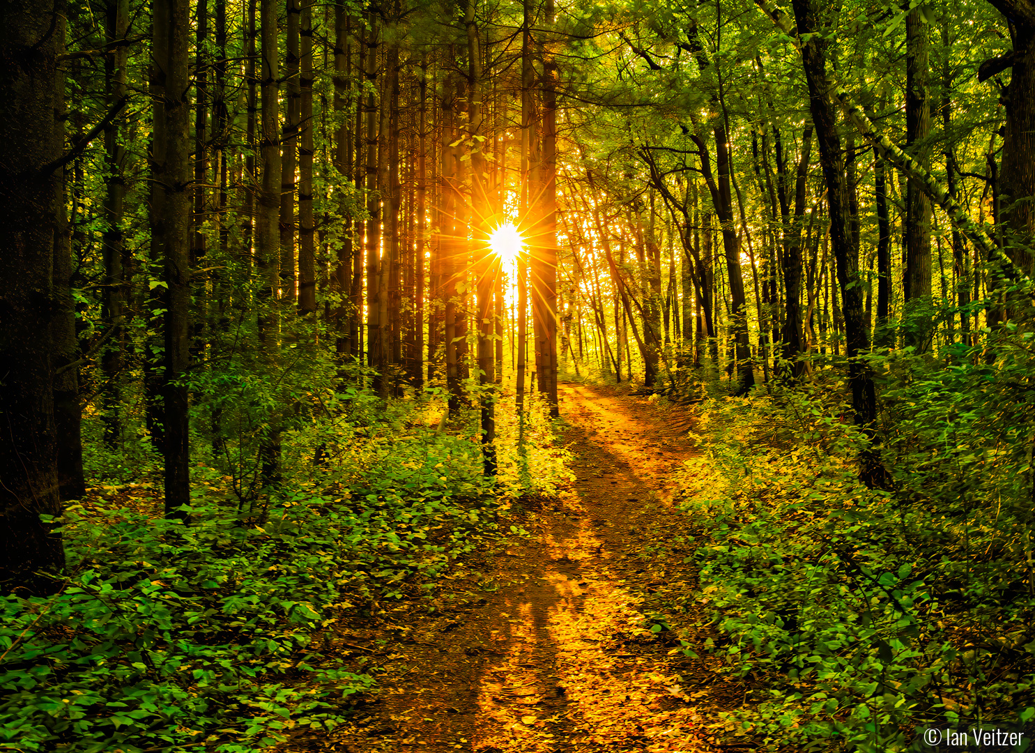 A Walk in the Woods by Ian Veitzer