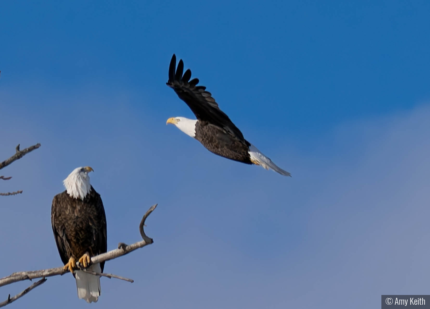 A Watchful Arrival by Amy Keith