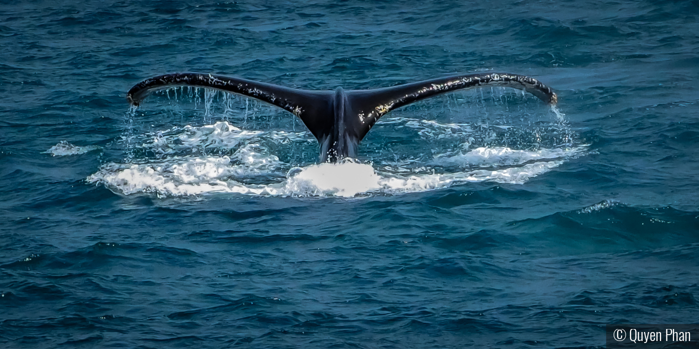 A Whale's Tale by Quyen Phan