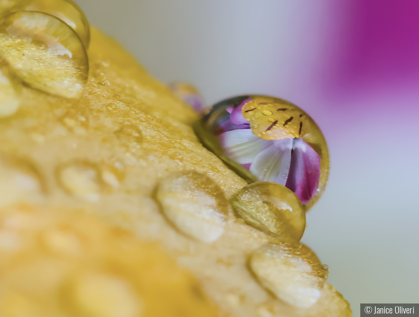 After the rain by Janice Oliveri