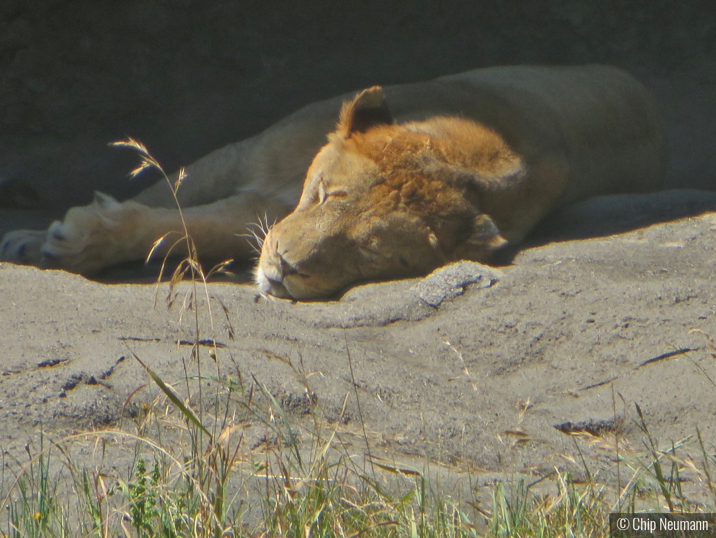 Afternoon Nap by Chip Neumann