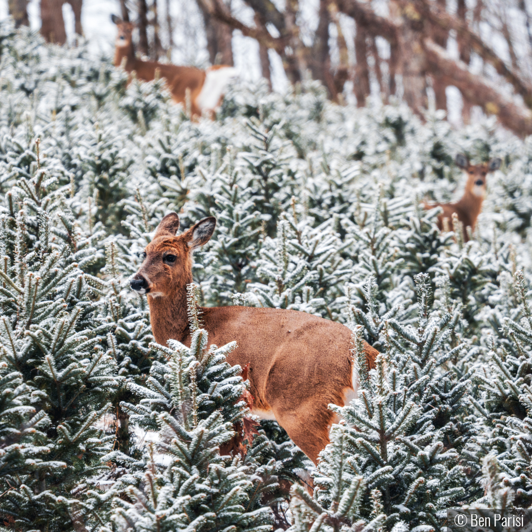 Almost Reindeer by Ben Parisi