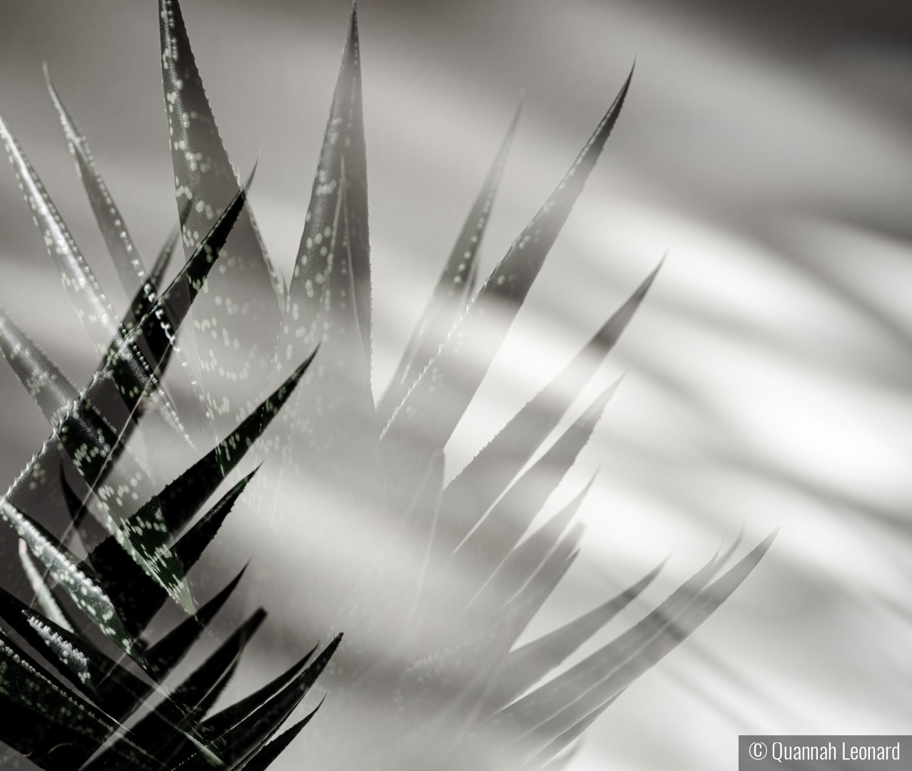 Aloe Vera (Seeing Double) by Quannah Leonard