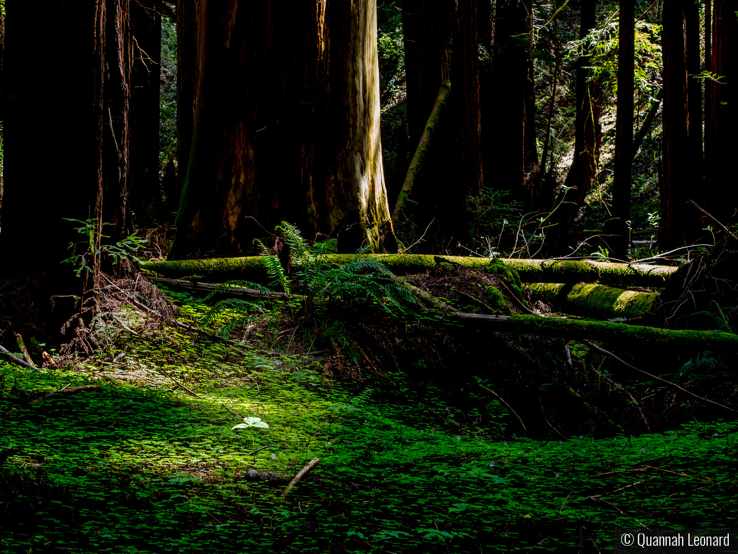 Among Giants by Quannah Leonard