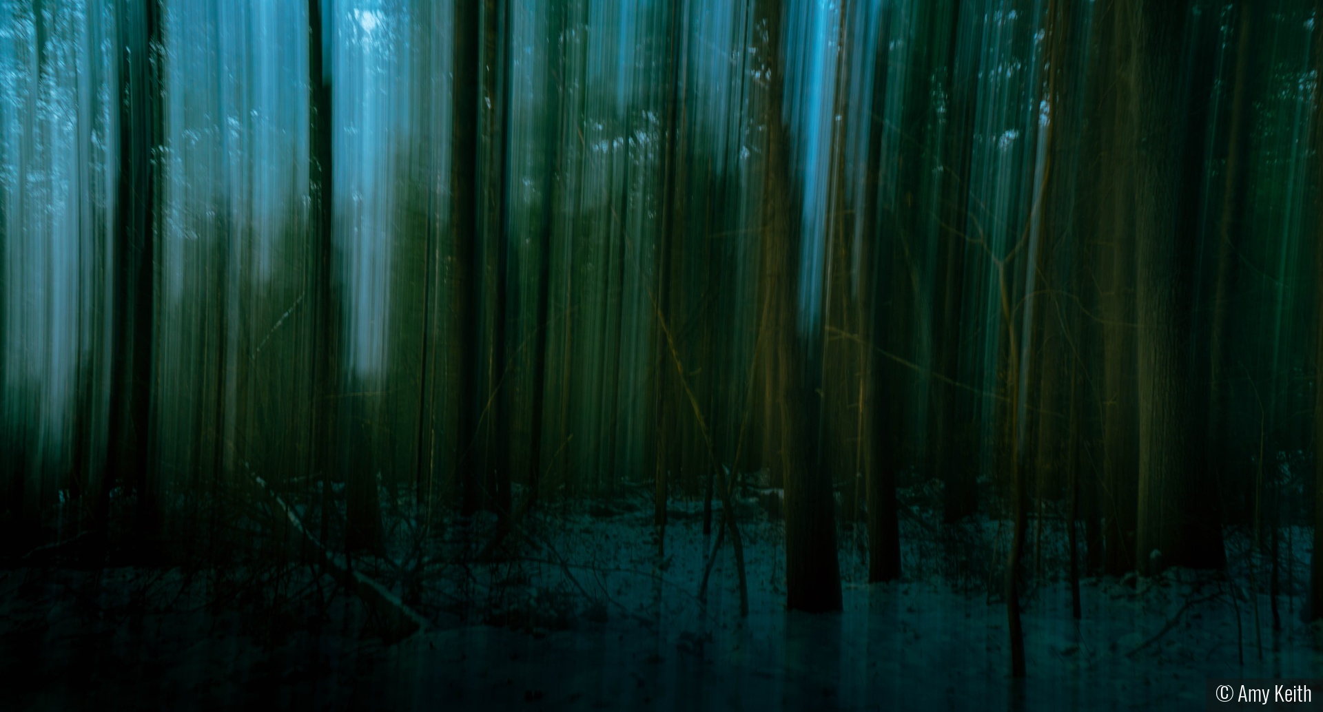 An Ethereal Forest by Amy Keith