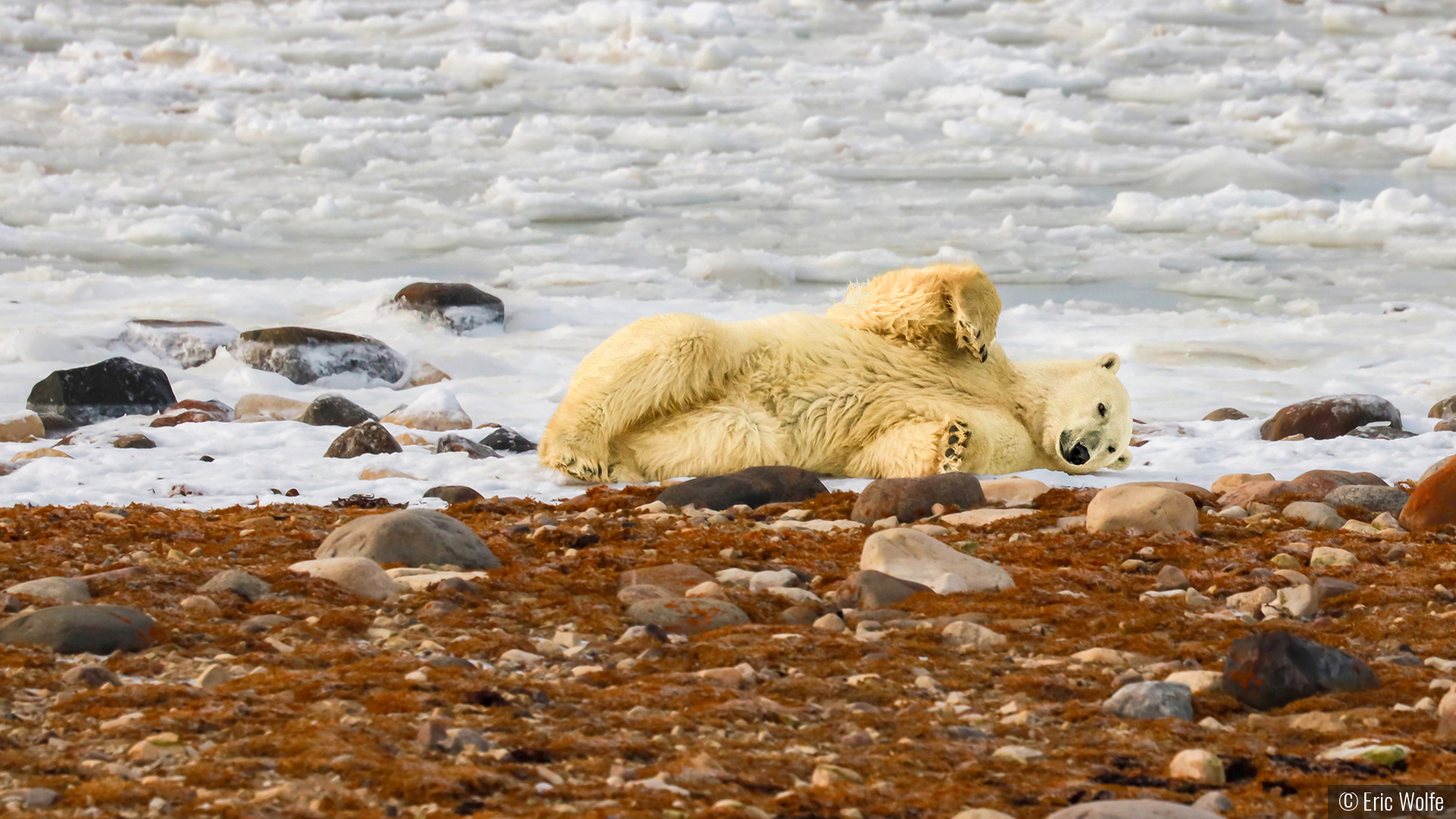 And Here's My Irresistible Sexy-bear Pose by Eric Wolfe
