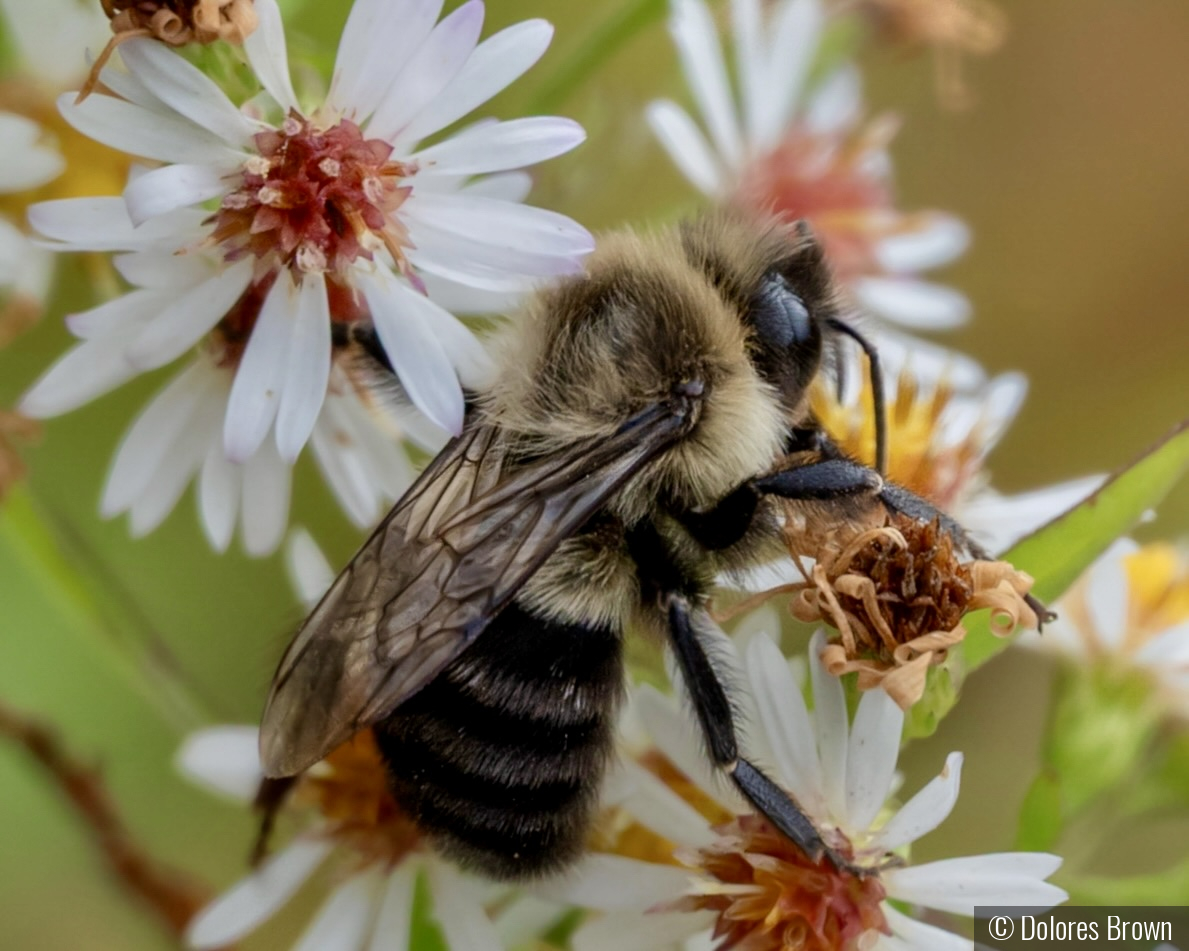 Asleep On the Job by Dolores Brown