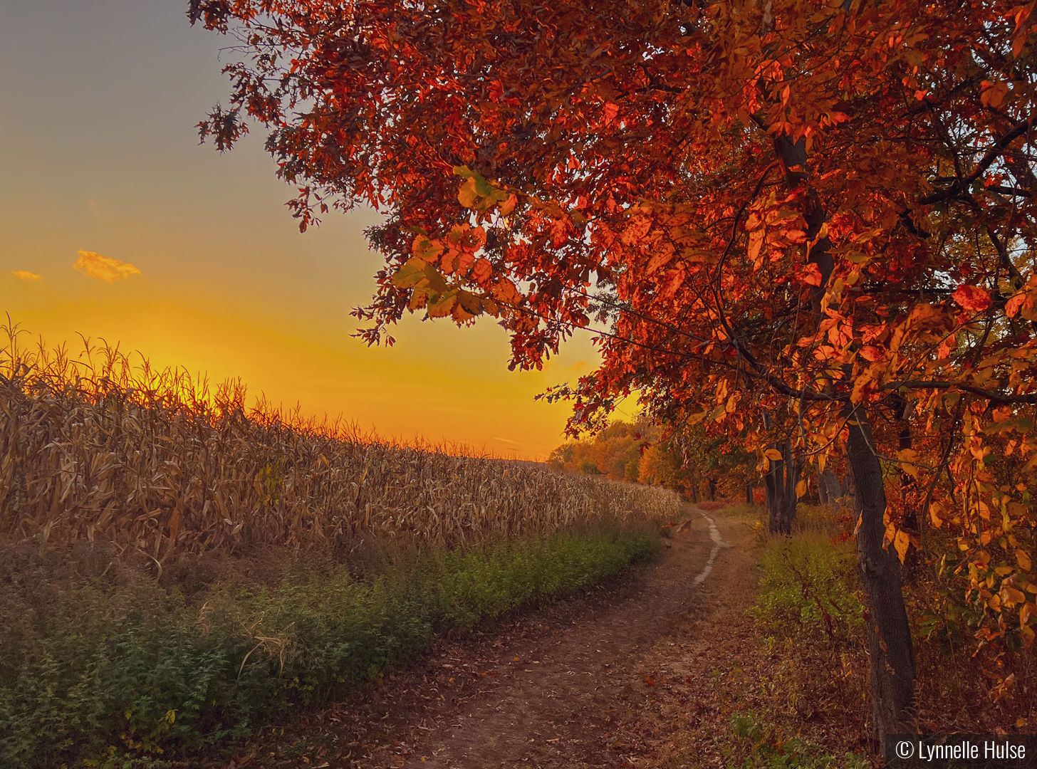 Autumn Splendor by Lynnelle Hulse