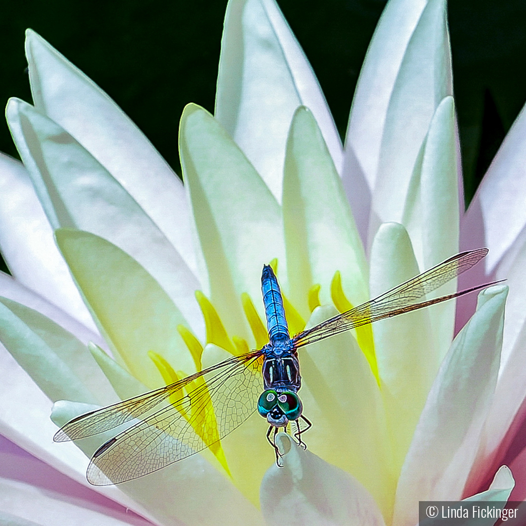 Azure Landing by Linda Fickinger