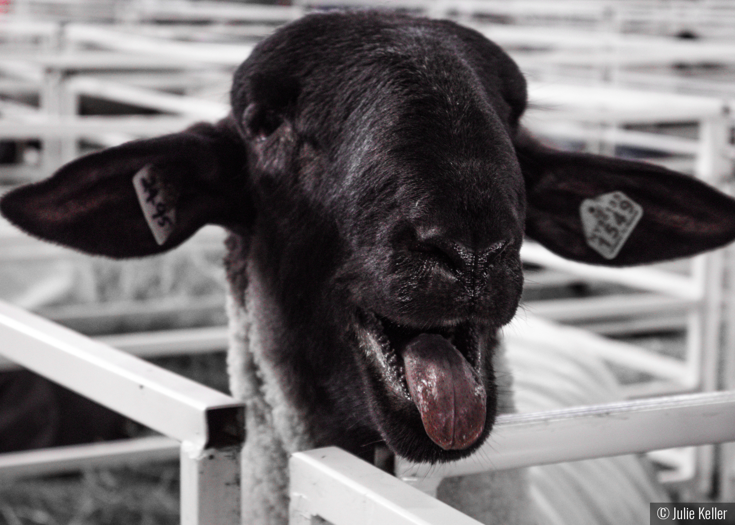 Baa-d Attitude by Julie Keller