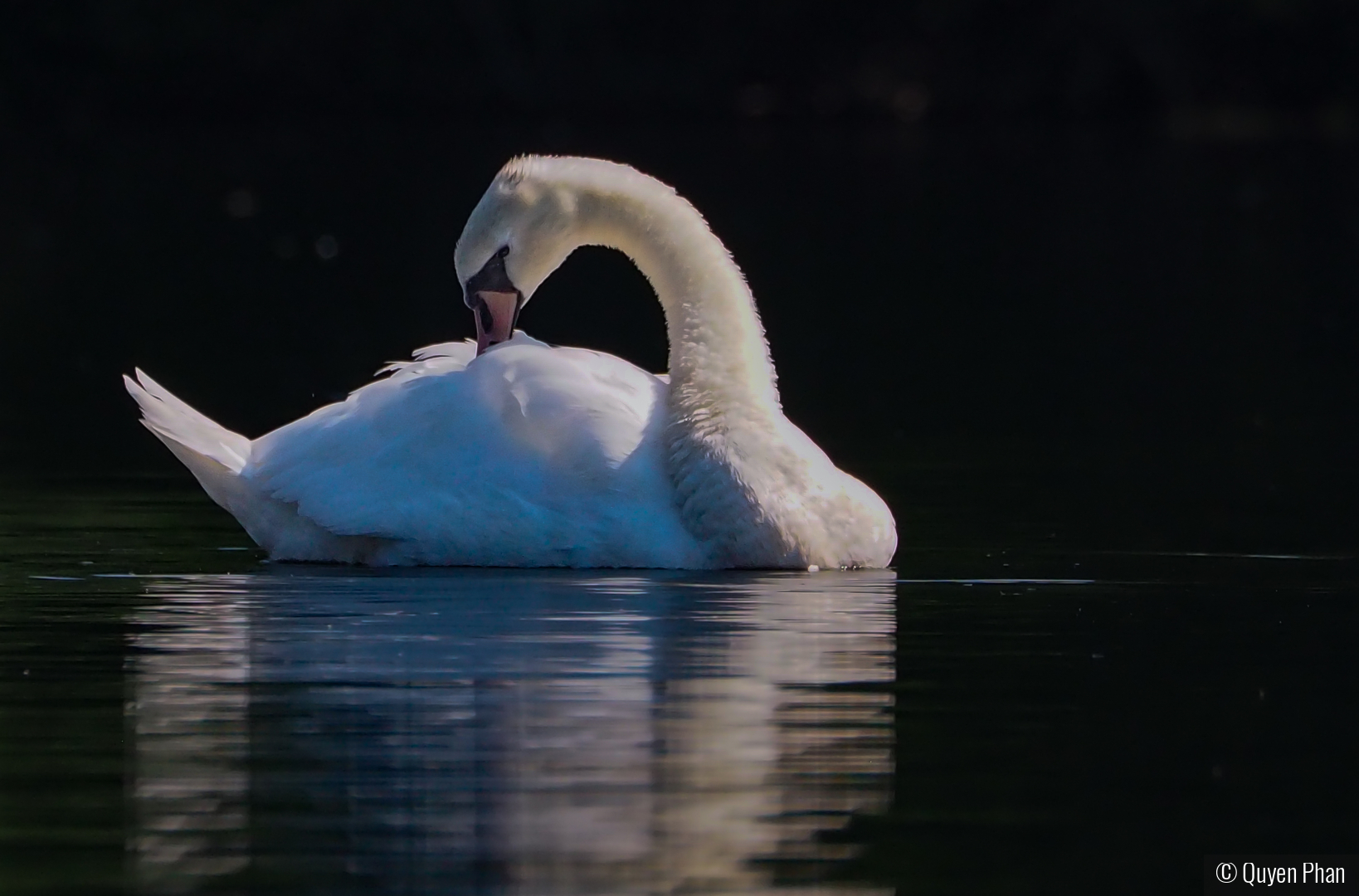 Backlit Swan on the Farmington River by Quyen Phan