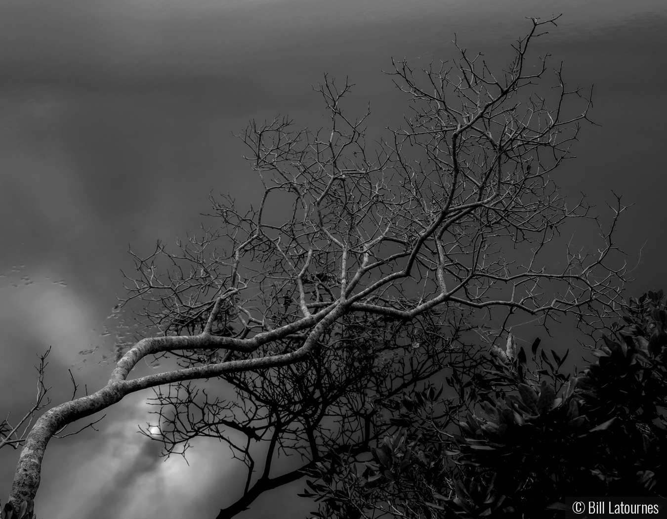 Backlite Tree by Bill Latournes