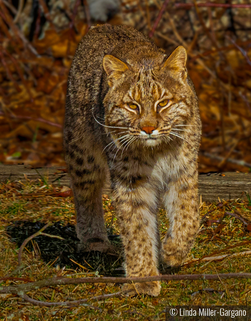 Backyard Bobcat by Linda Miller-Gargano