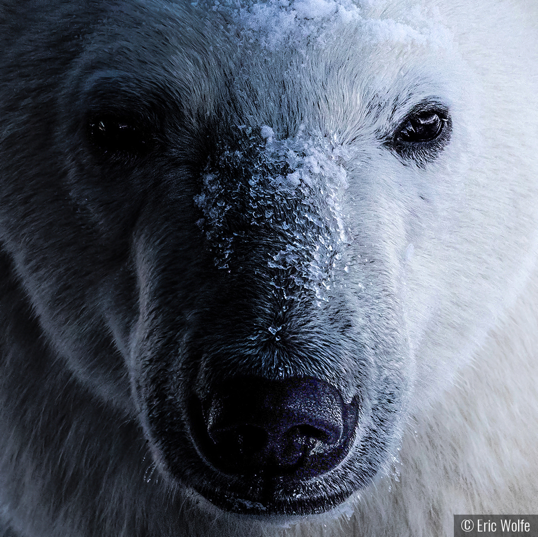 Bad Bear, Good Bear by Eric Wolfe