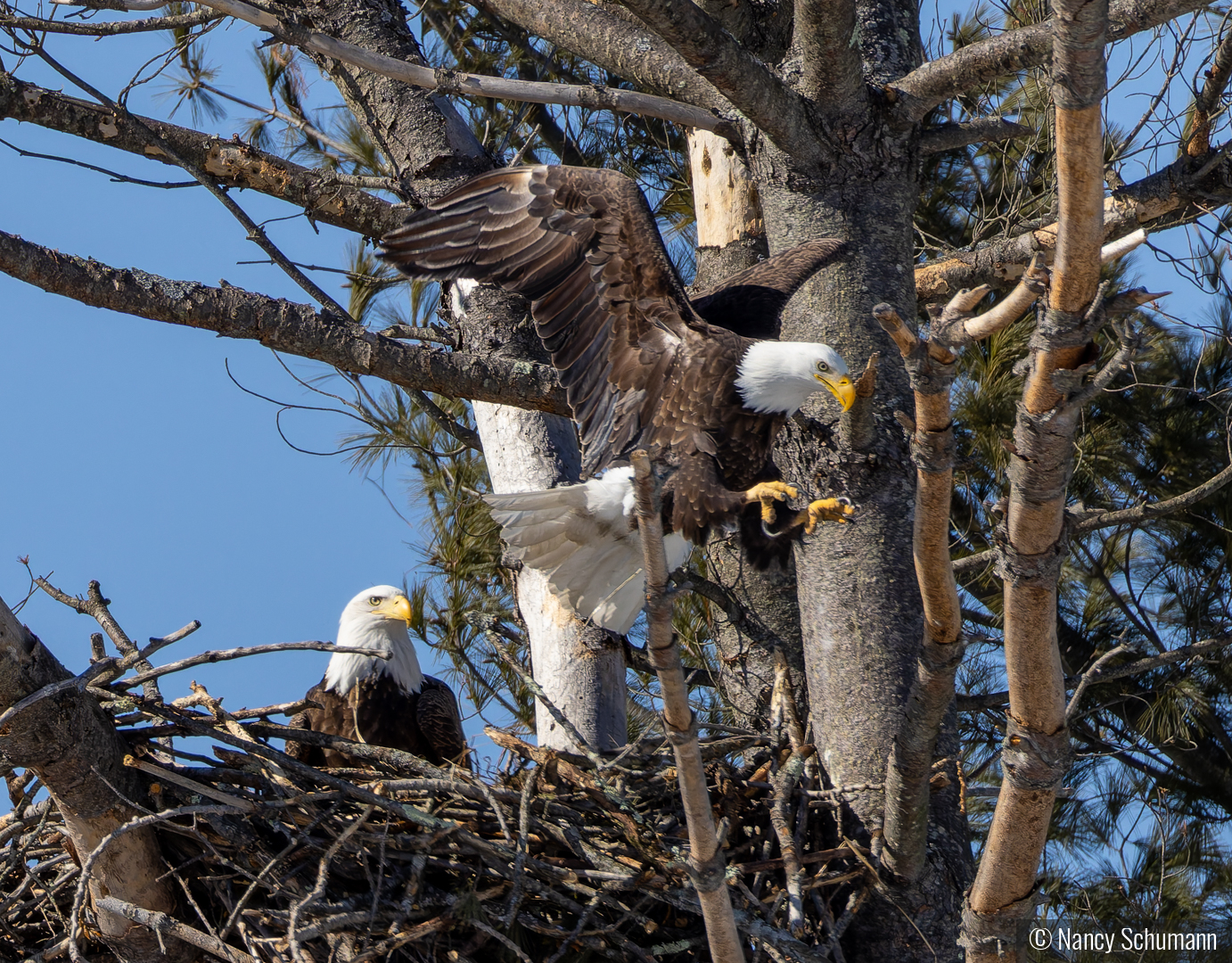 Bald Eagle Leaving the Nest by Nancy Schumann