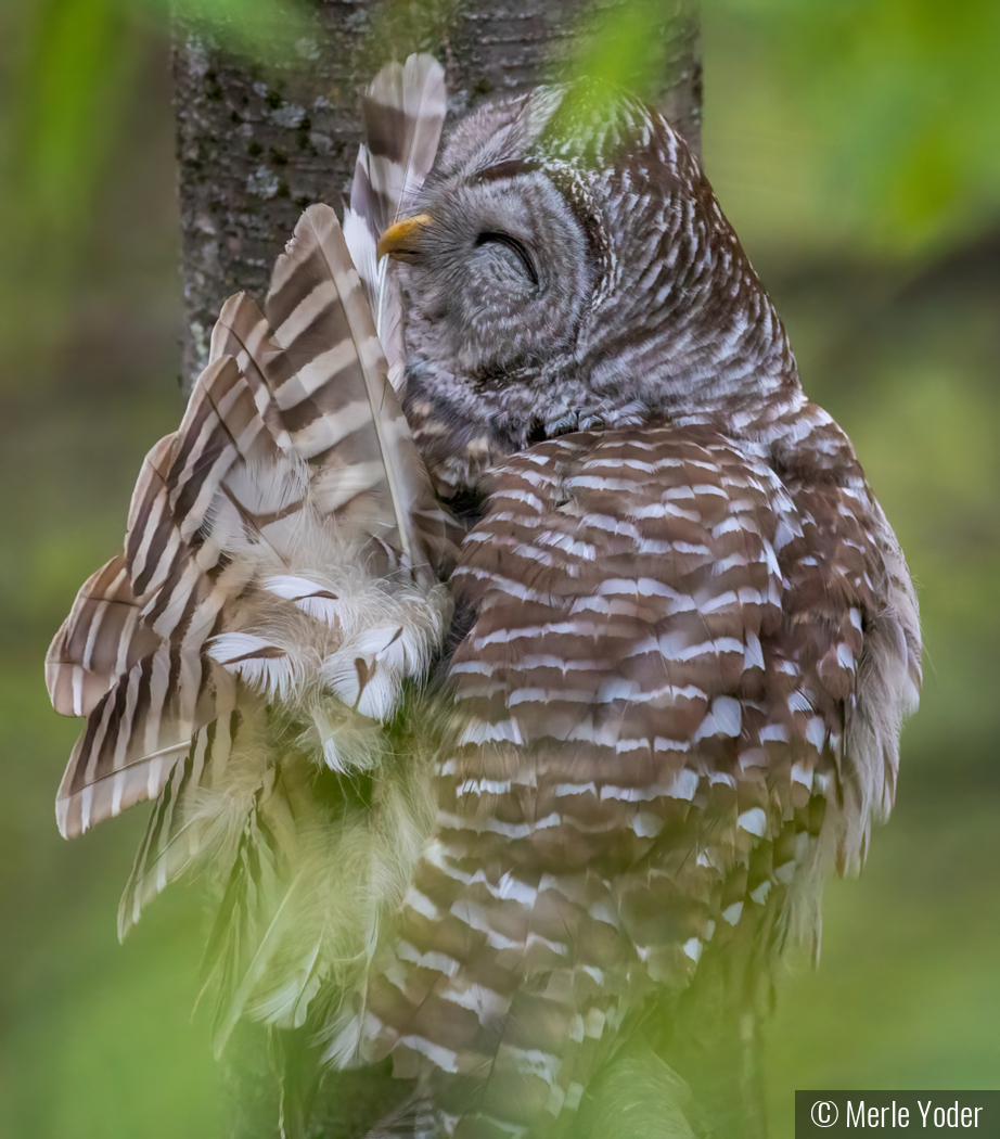 Barred Owl Preening Feathers by Merle Yoder