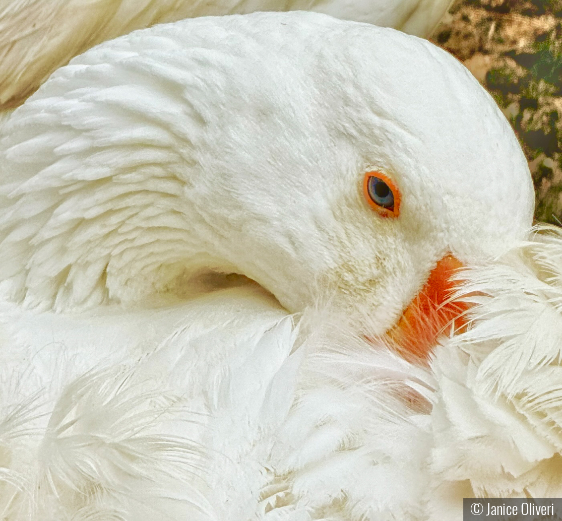 Bashful Beauty by Janice Oliveri