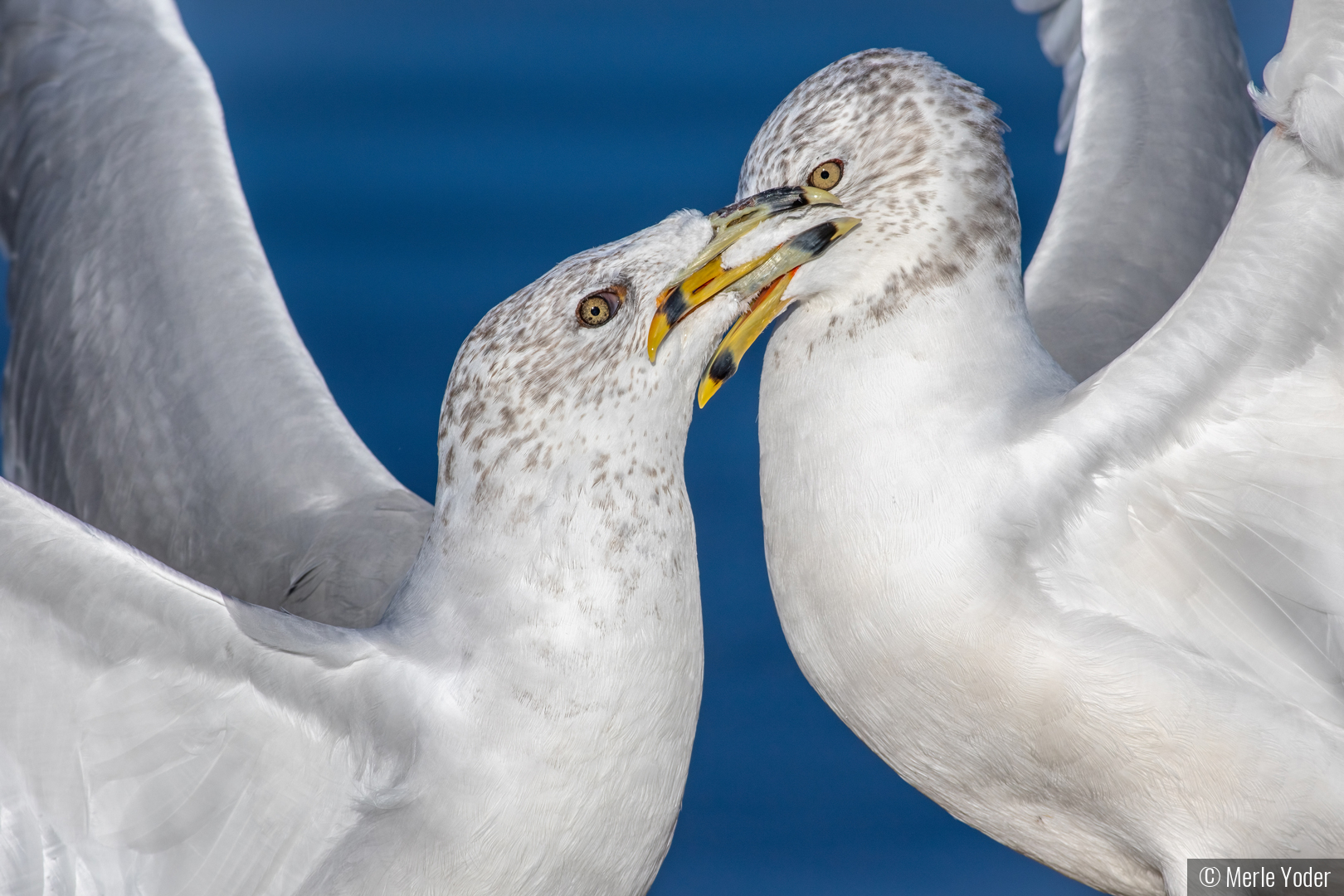 Beak to beak by Merle Yoder