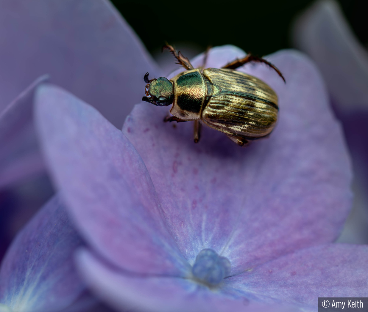 Beetle in Bloom by Amy Keith