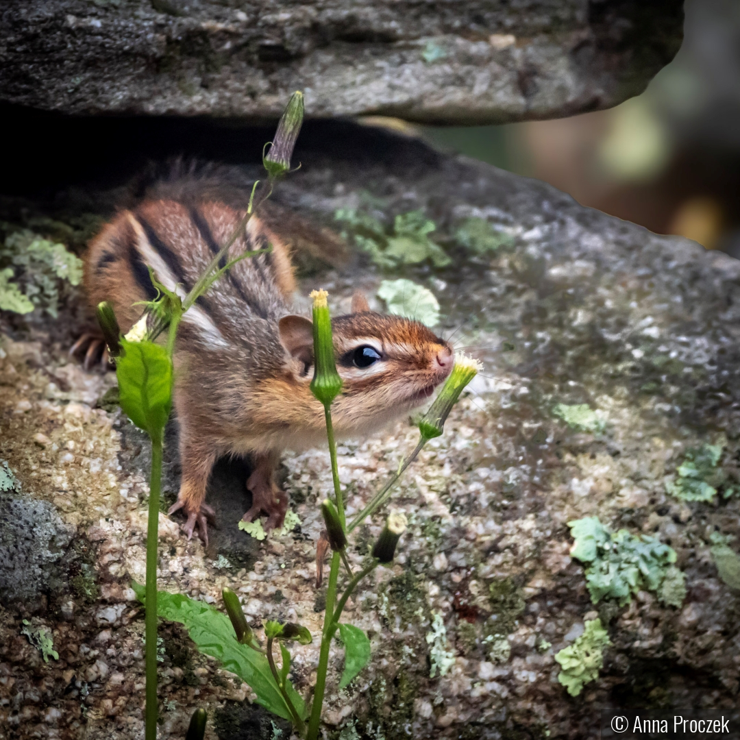 Before the Nible by Anna Proczek