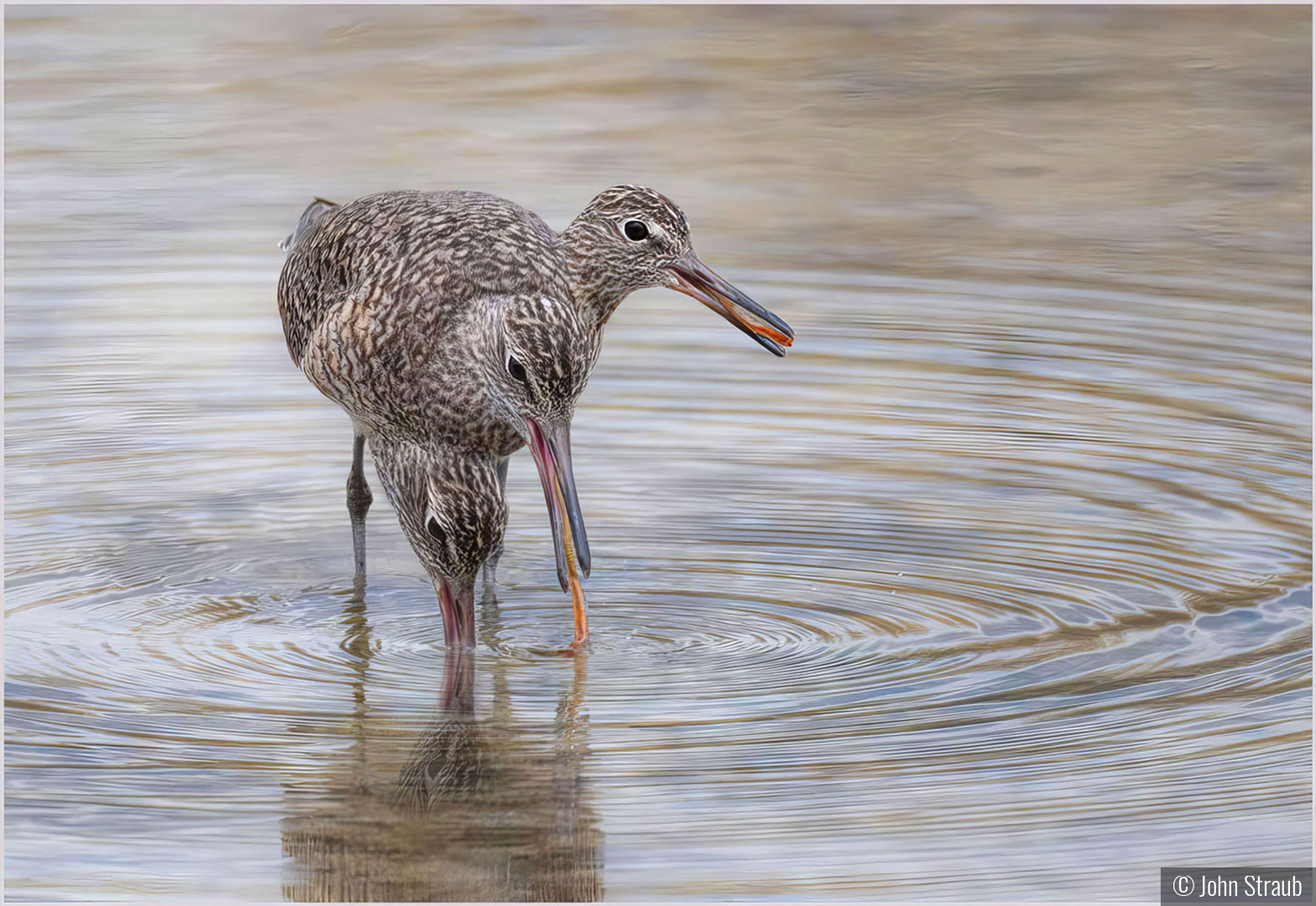 Behold the Three-Headed Early Bird by John Straub