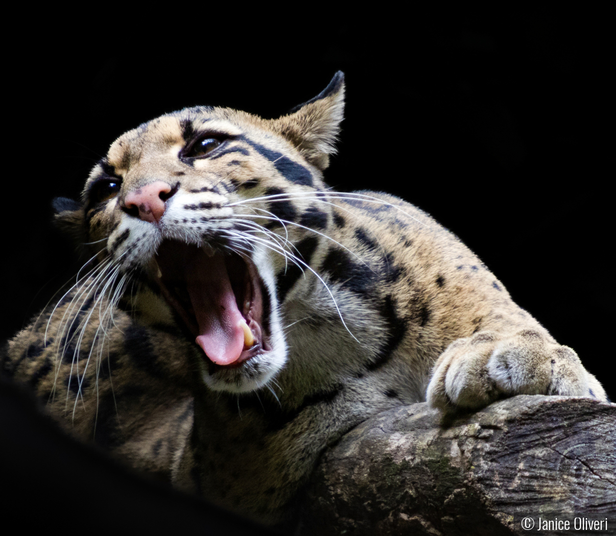 Big cat with a big yawn by Janice Oliveri