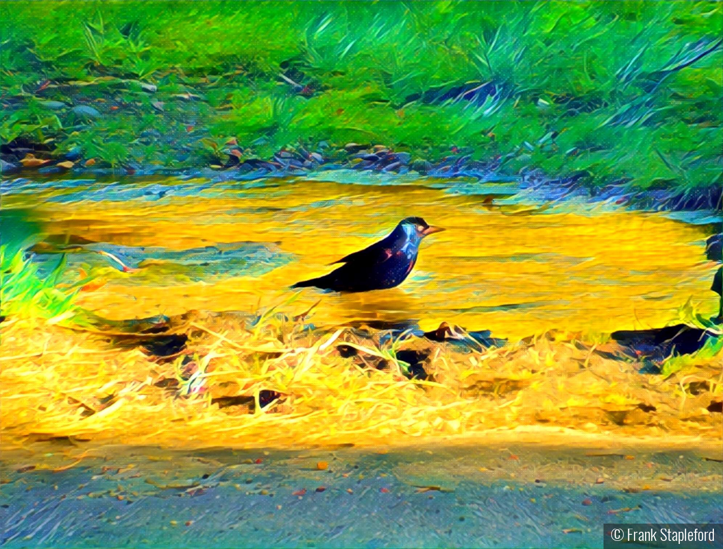 Bird Bath Colorized by Frank Stapleford