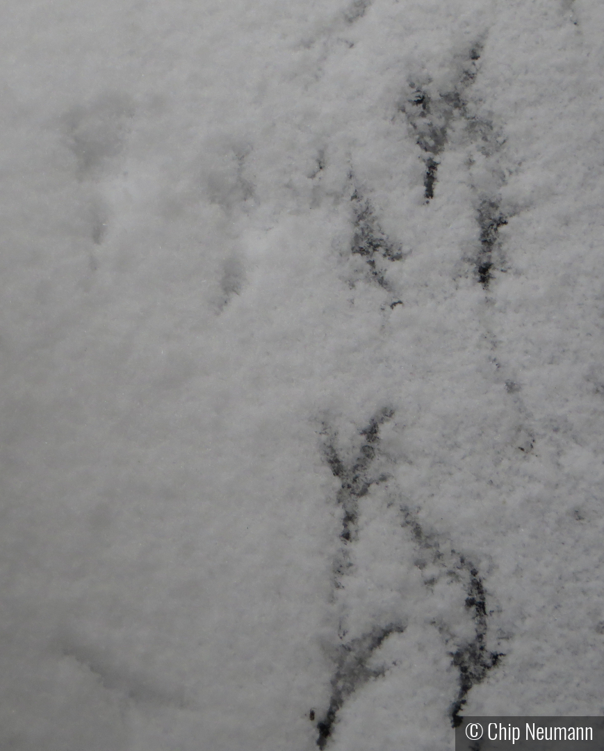 Bird Tracks in the First Snow by Chip Neumann
