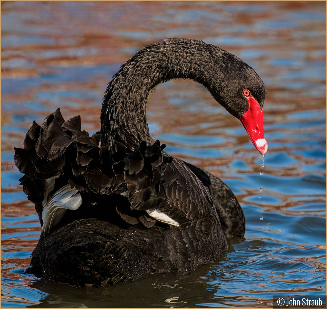 Black Beauty by John Straub