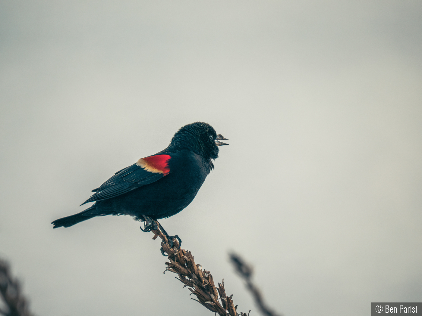 Black Bird who needs a Kleenex by Ben Parisi