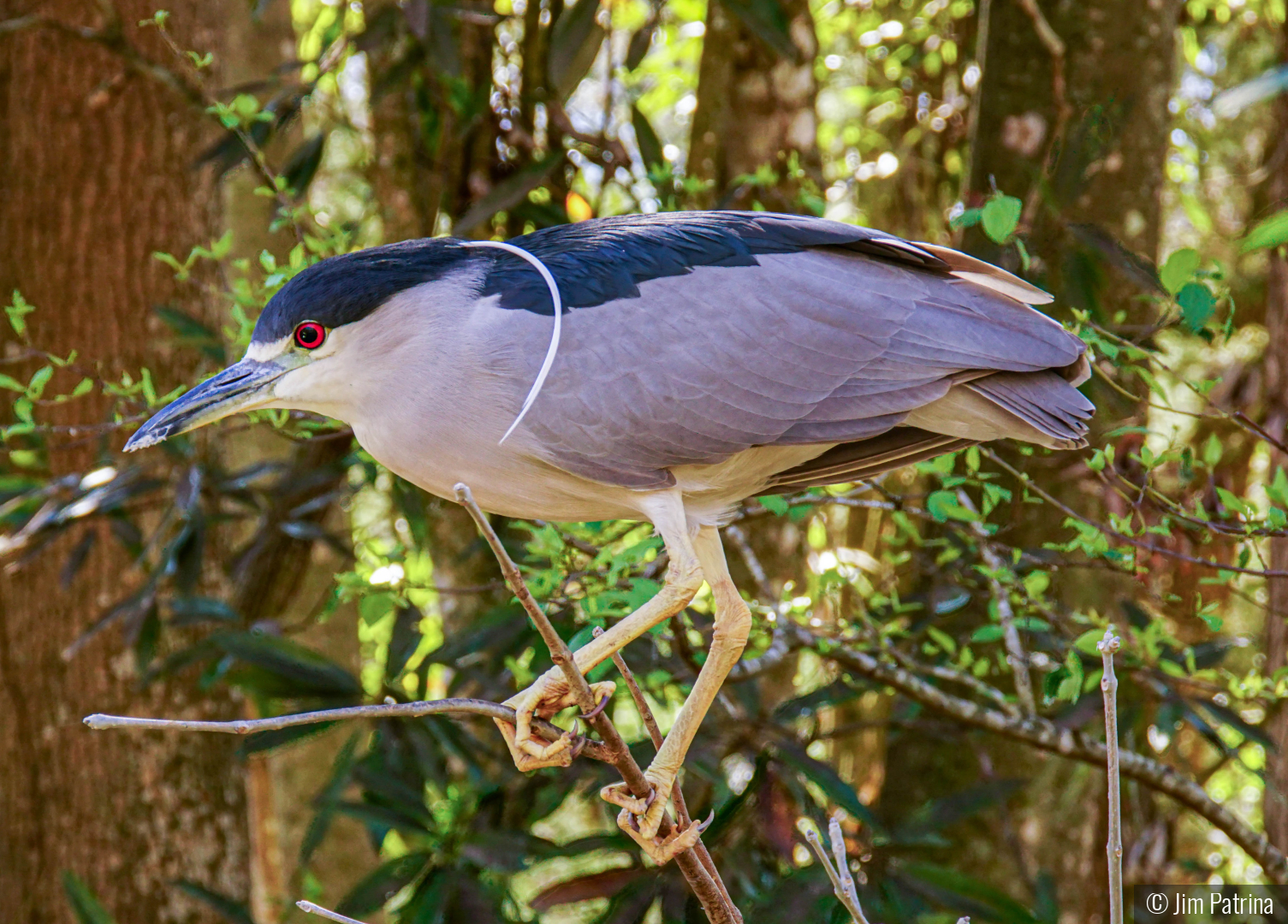 Black Crowned Night Heron by Jim Patrina