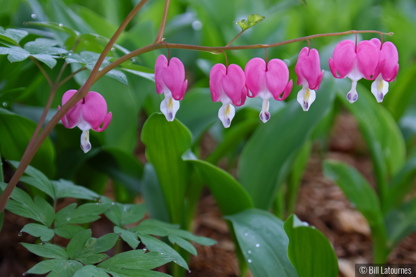 Bleeding Hearts by Bill Latournes