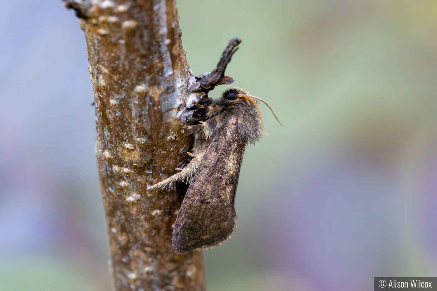 Blending In by Alison Wilcox