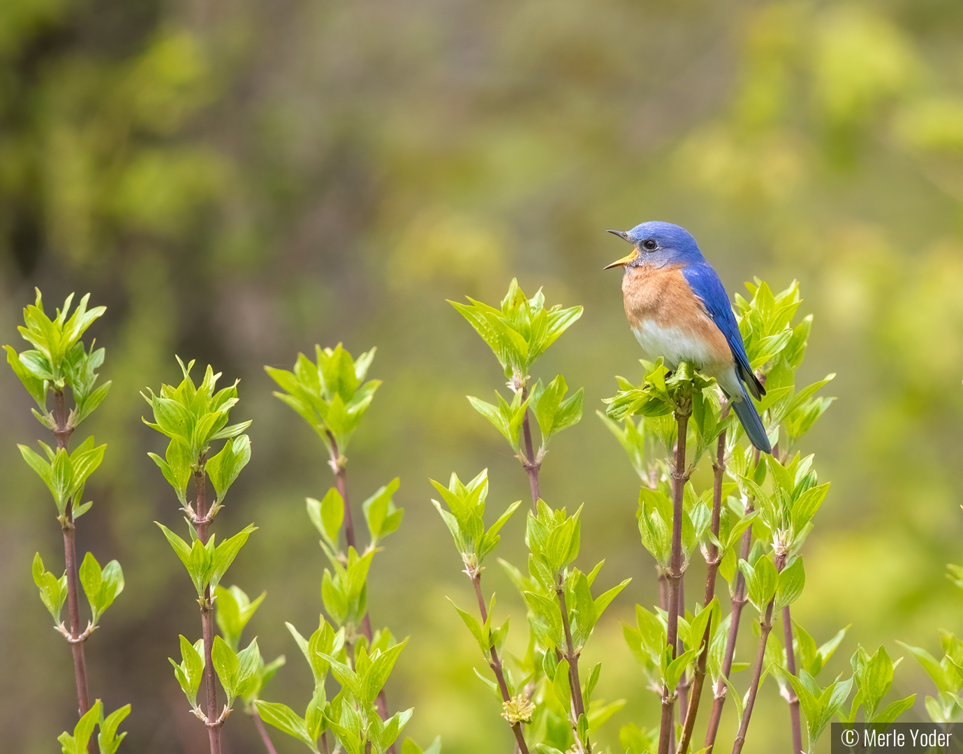 Blue and Green by Merle Yoder