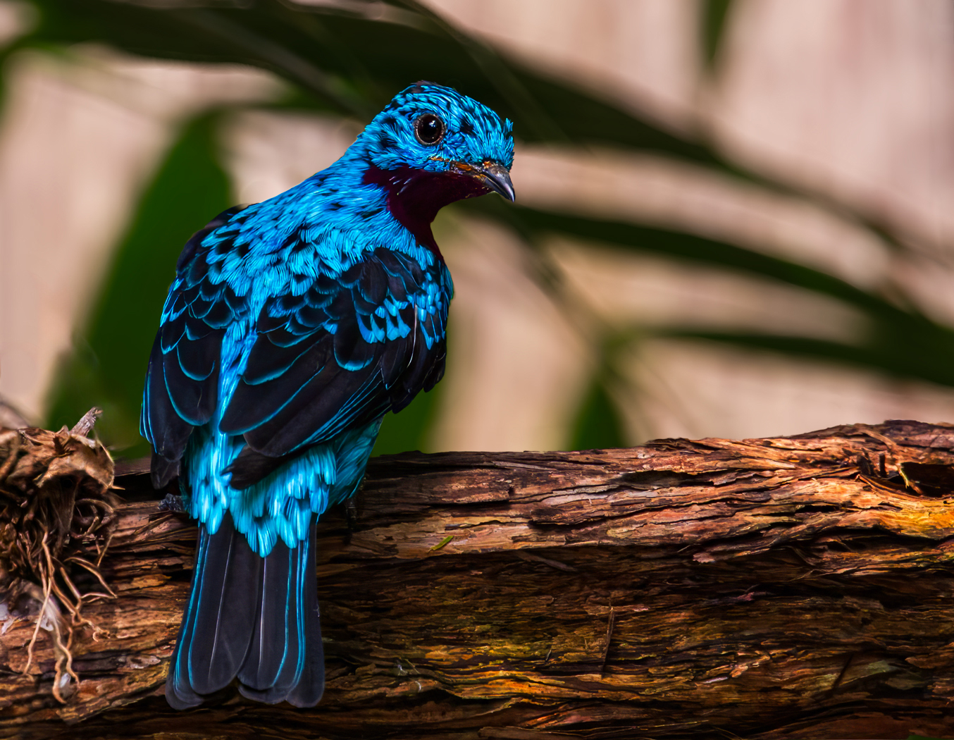 Blue Bird on a Branch by Ian Veitzer