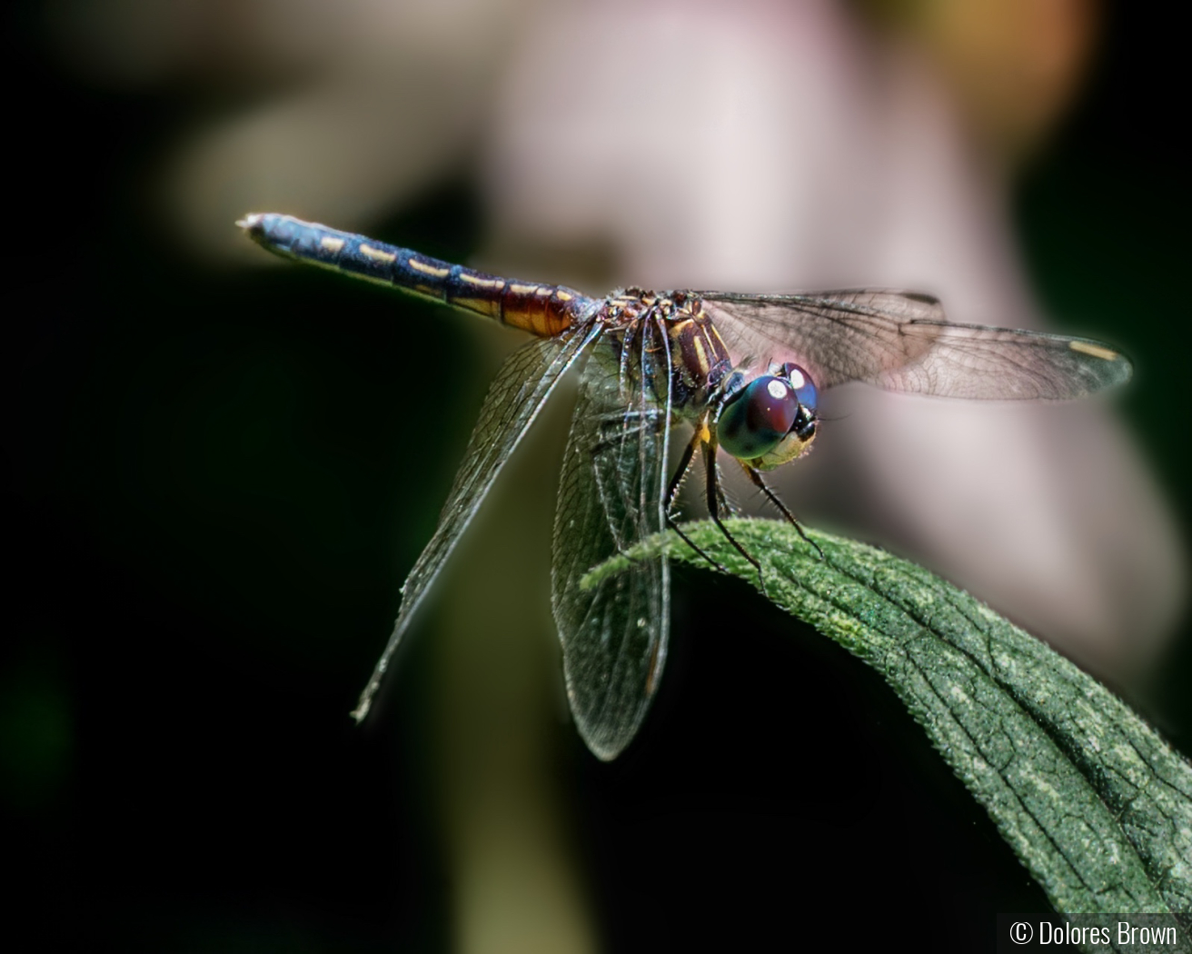 Blue Dasher by Dolores Brown
