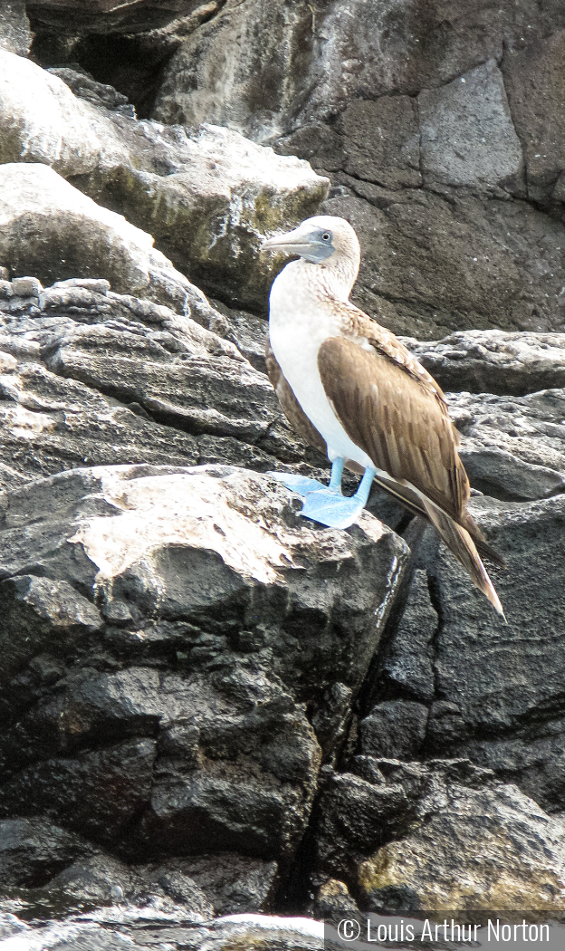 Blue Footed Booby by Louis Arthur Norton