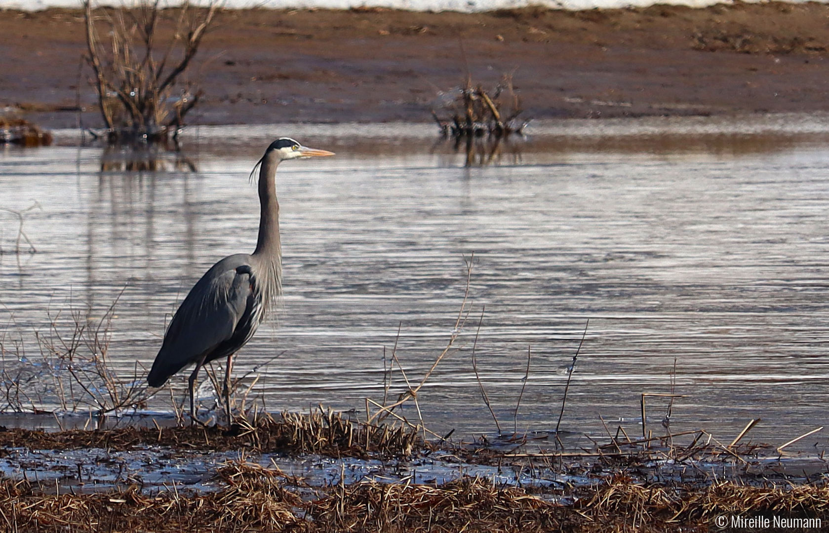 Blue Heron looking for breakfast by Mireille Neumann