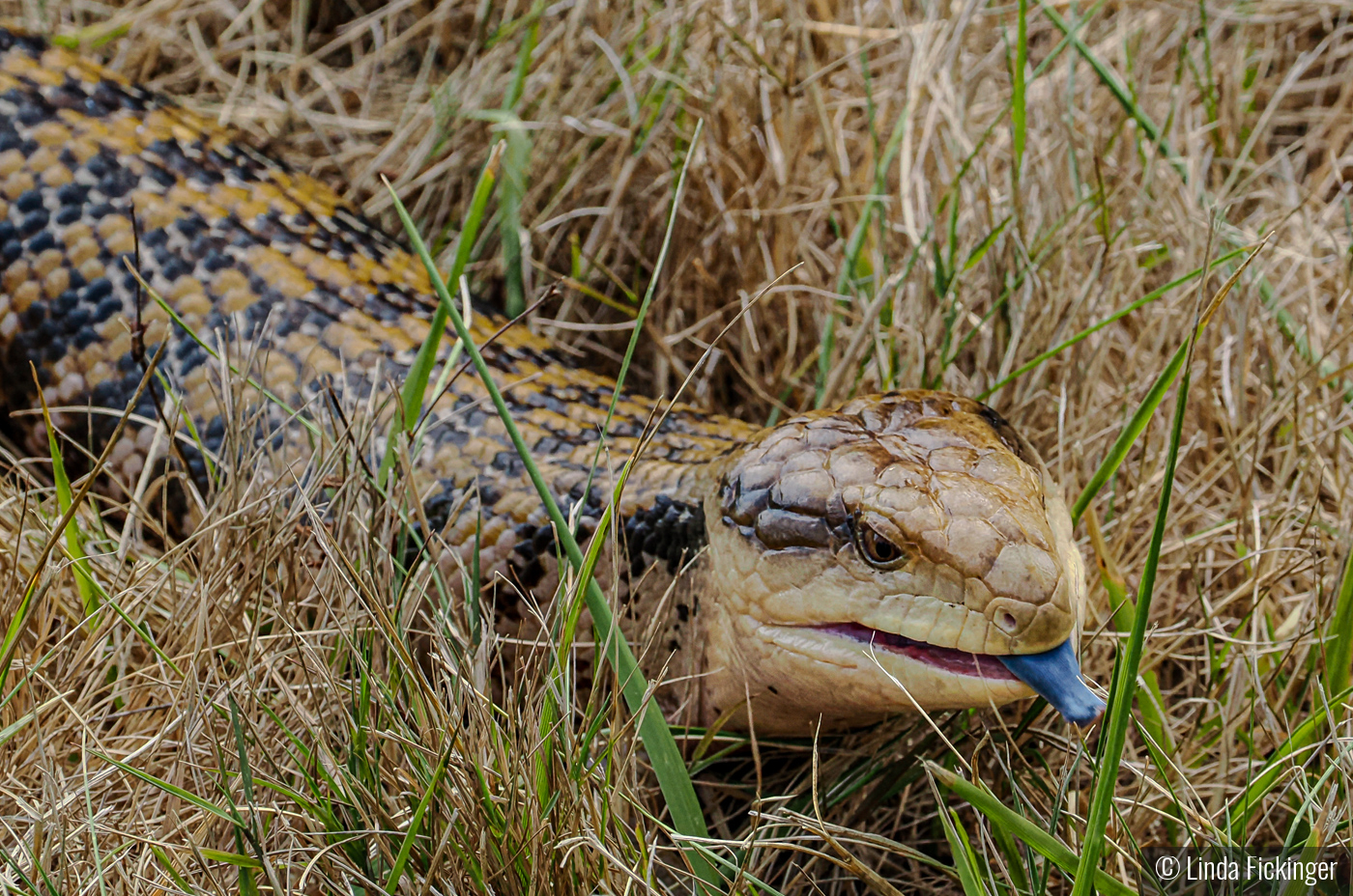 Blue Tongue Skink by Linda Fickinger