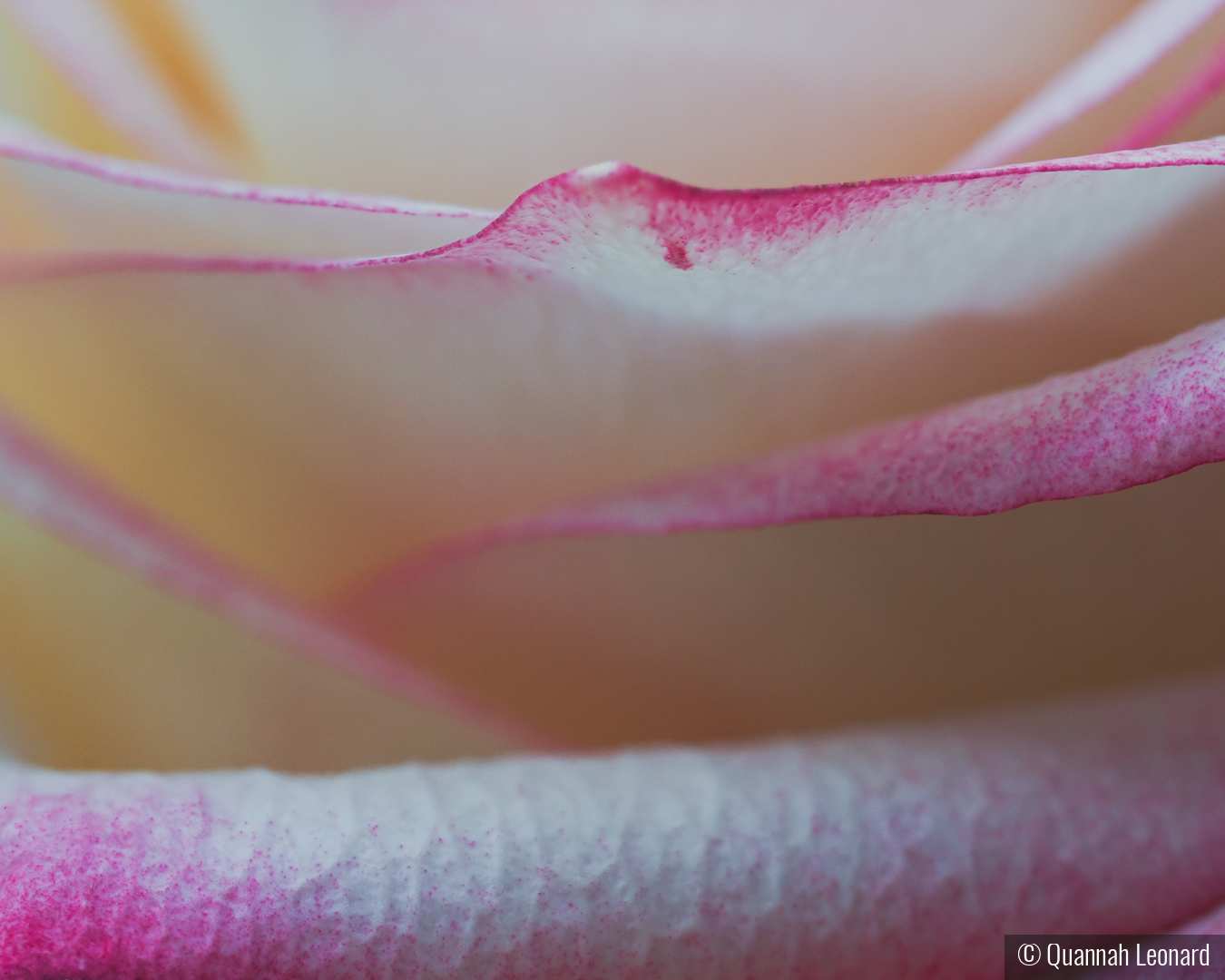 Blushing Rose by Quannah Leonard