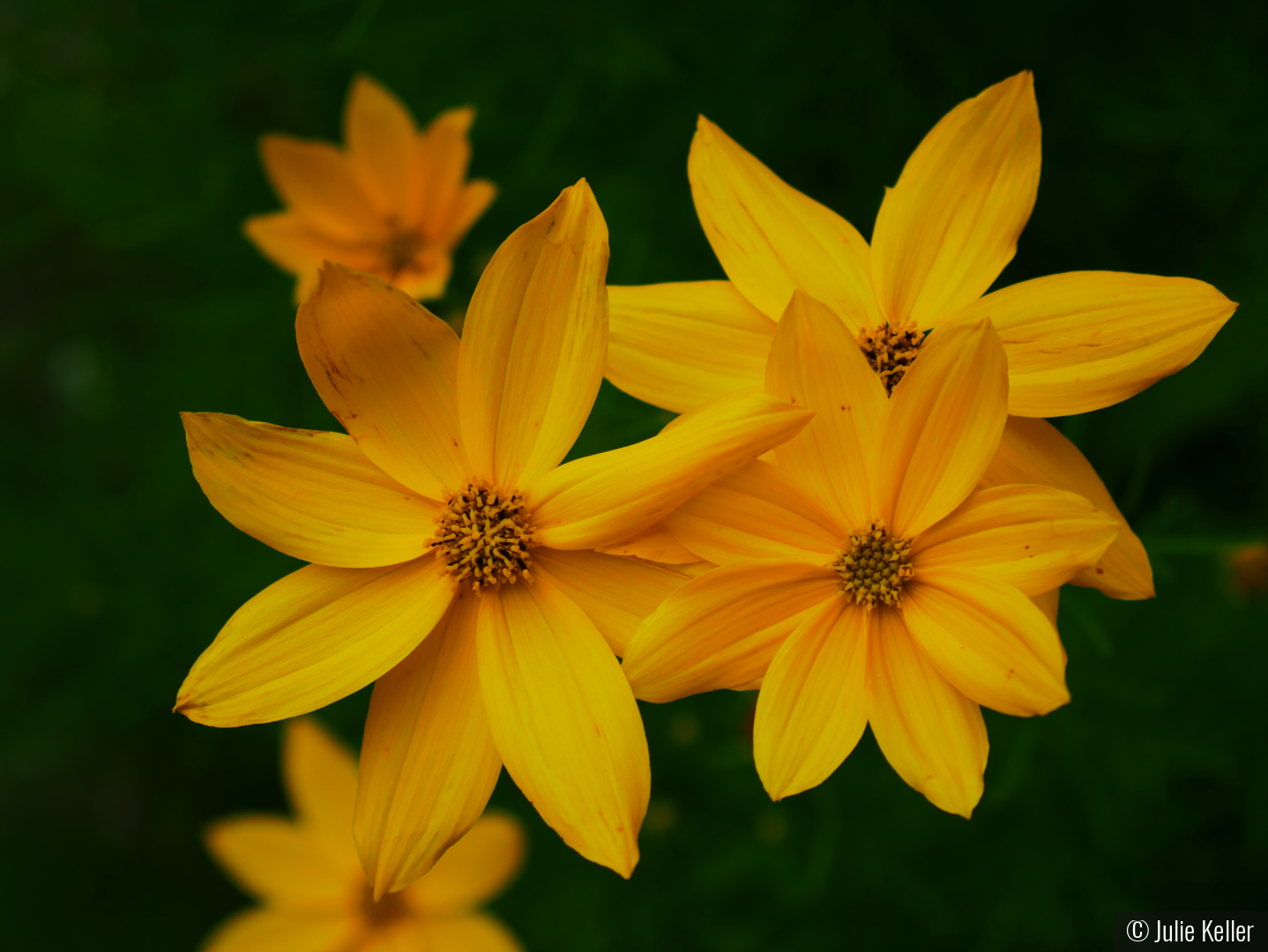 Bright As Day by Julie Keller