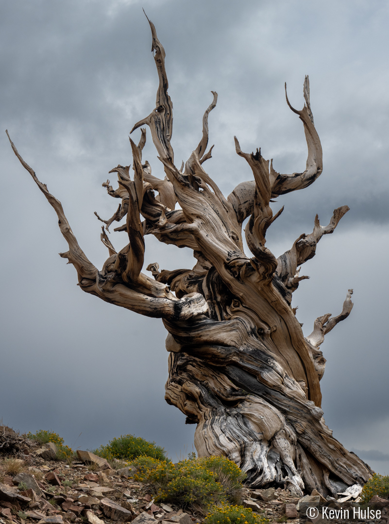 Bristlecone Pine by Kevin Hulse