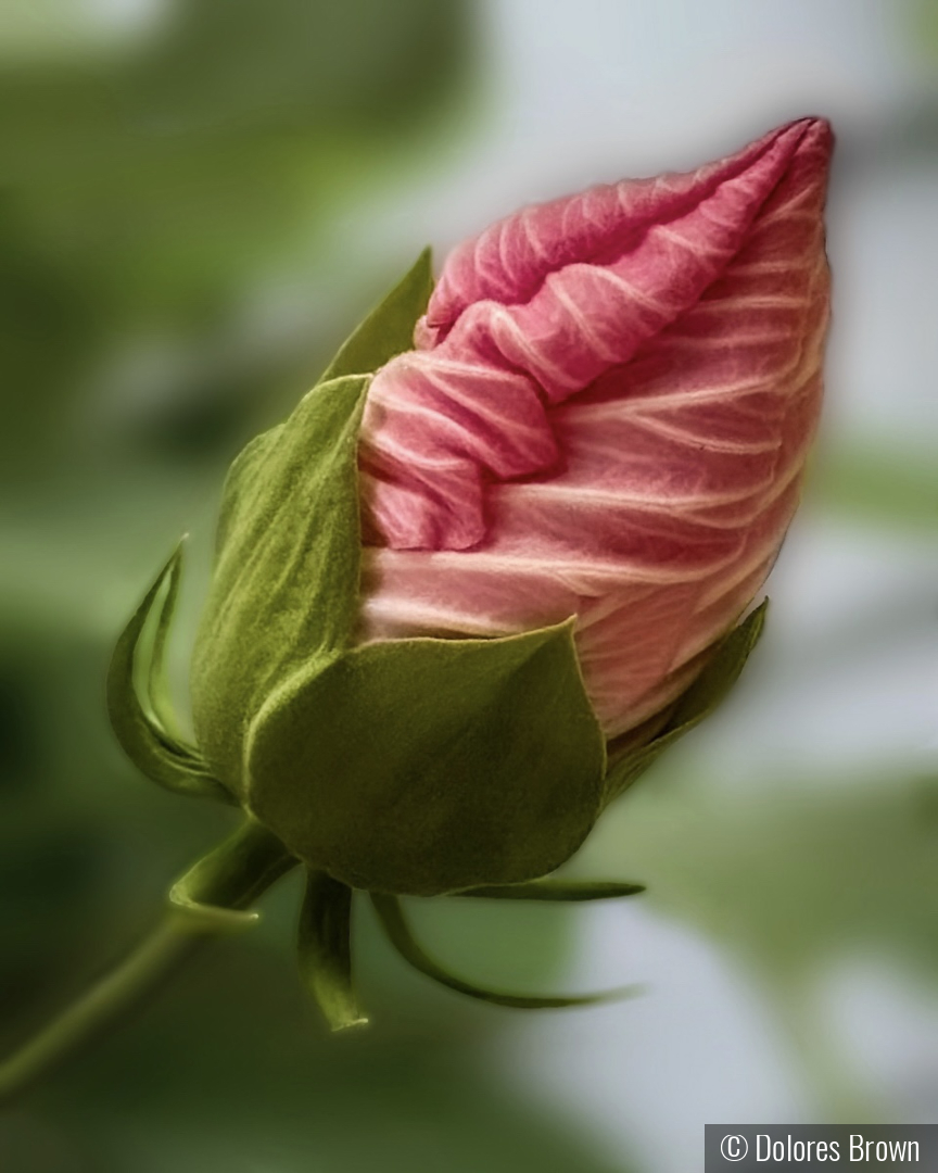 Budding Hibiscus by Dolores Brown