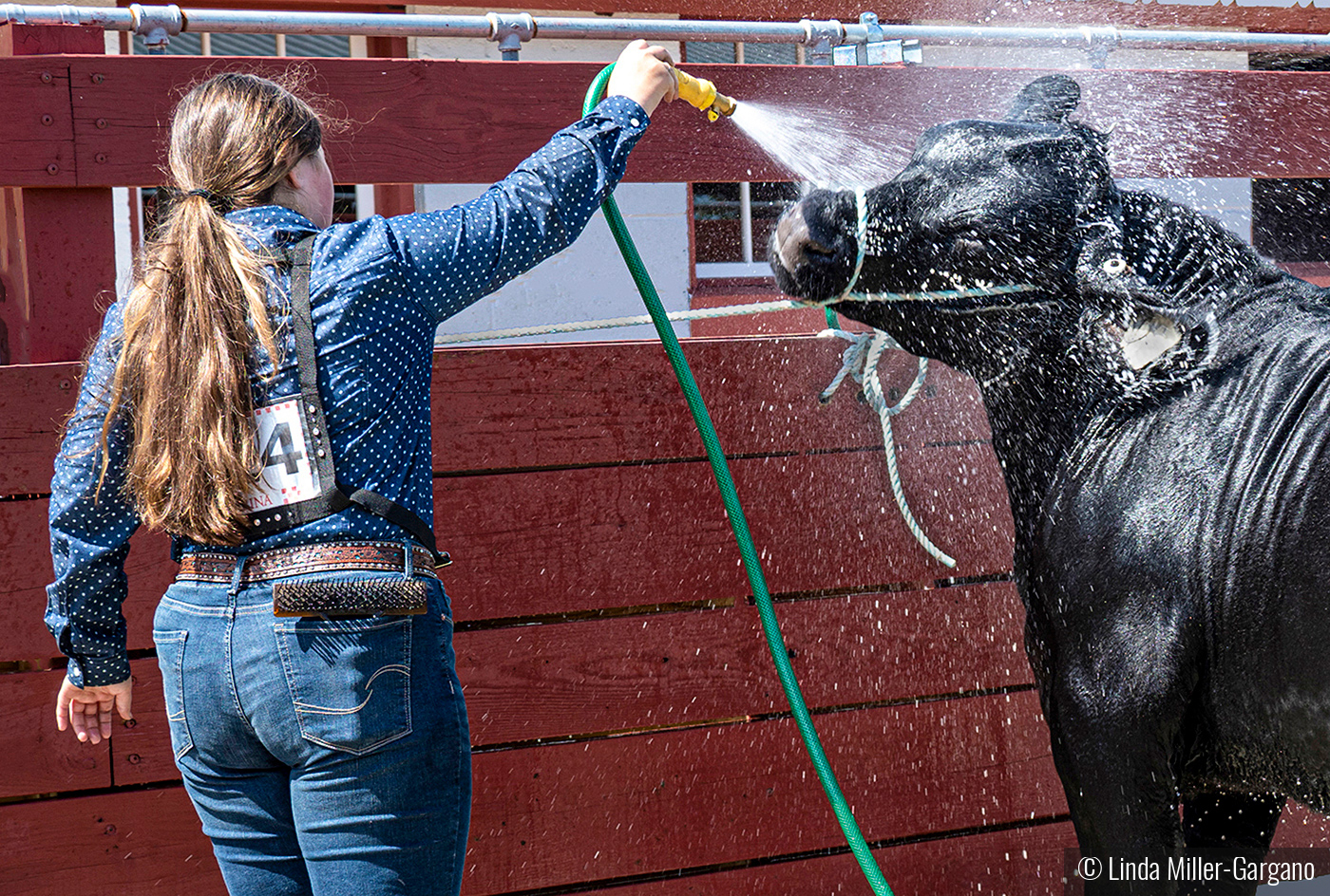 Bull Shower by Linda Miller-Gargano