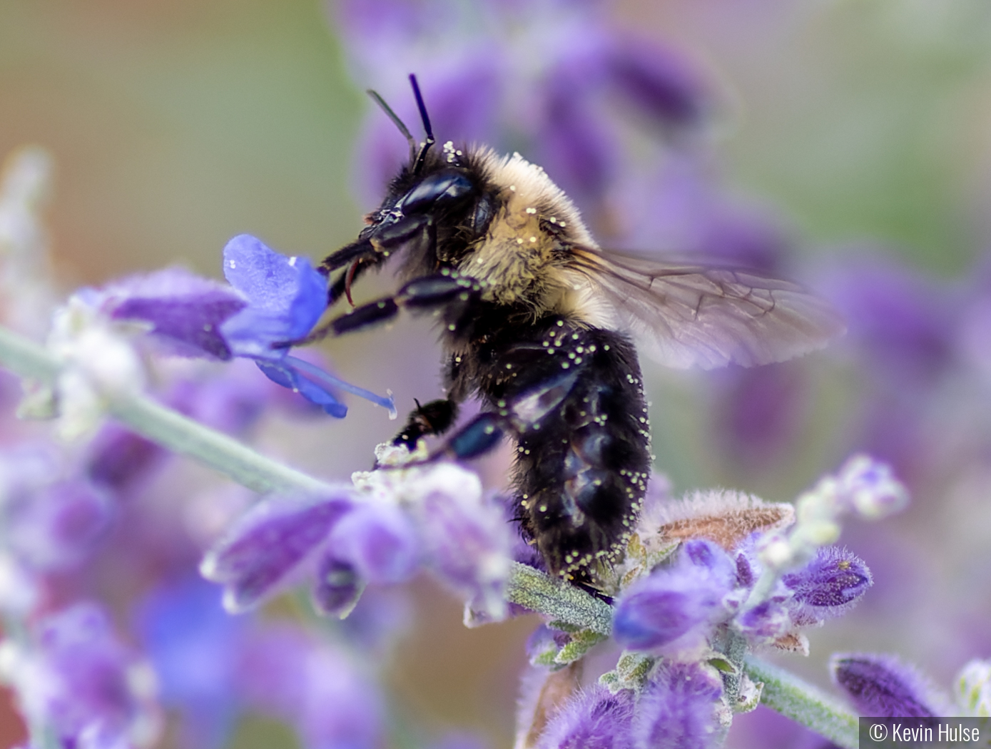 Bumble on Lavender by Kevin Hulse