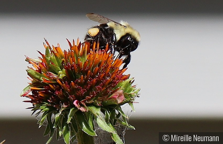 Bumblebee on Echinacea by Mireille Neumann