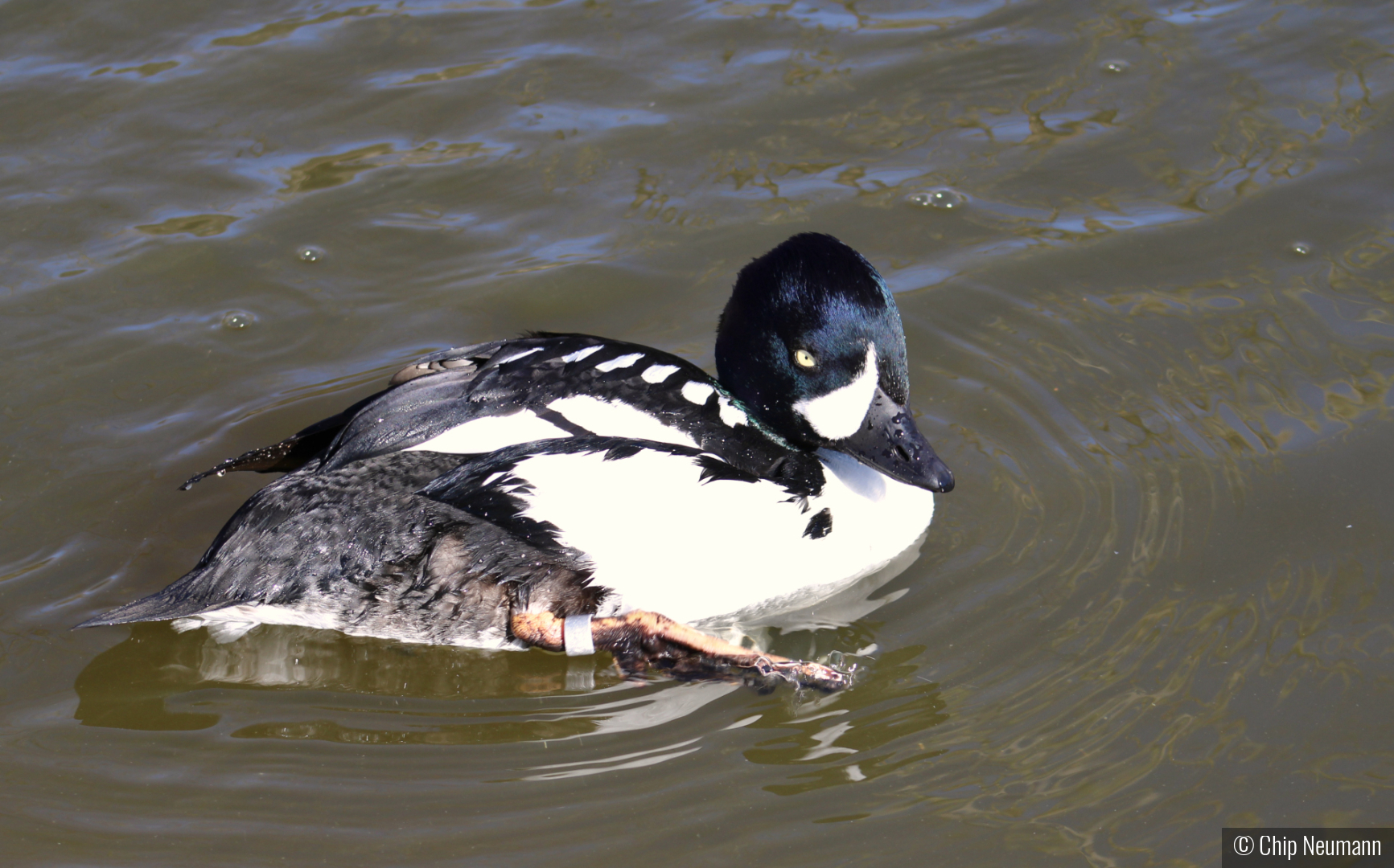 Burrows Goldeneye Duck by Chip Neumann